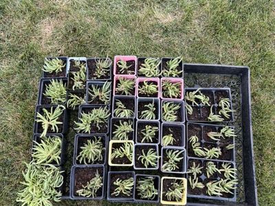 Ice plants (delosperma)