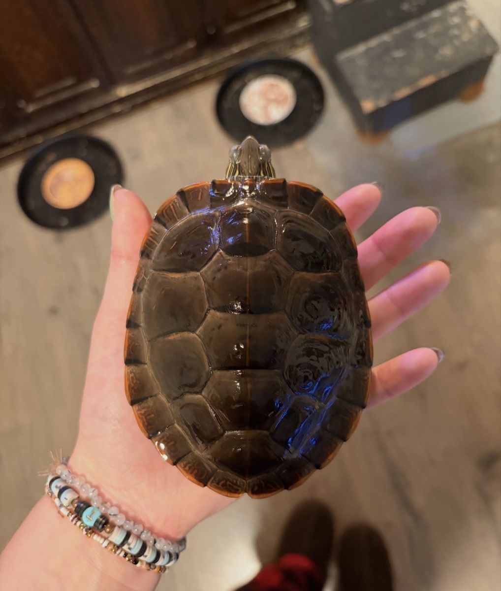 6" Male Red Ear Slider