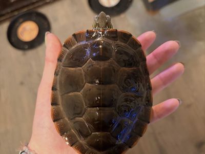 6" Male Red Ear Slider