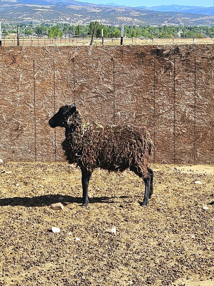 Ewe Lamb For Sale