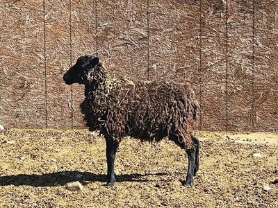 Ewe Lamb For Sale
