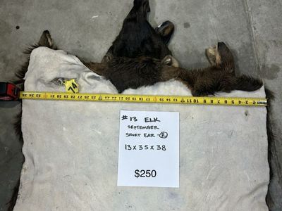 Wet Tanned Elk Capes