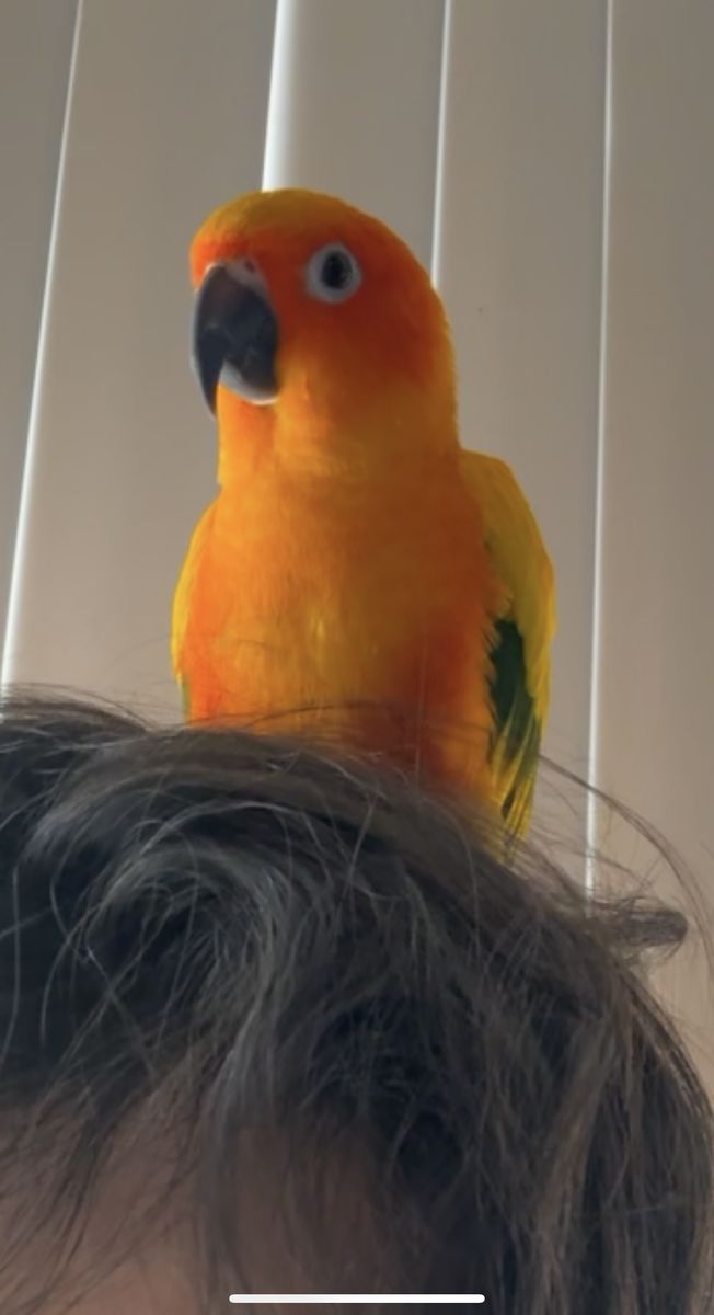 Sun conure