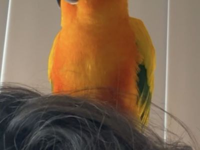 Sun conure