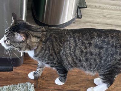 Beautiful Cat, Resembles Leopard, Very Affectionat