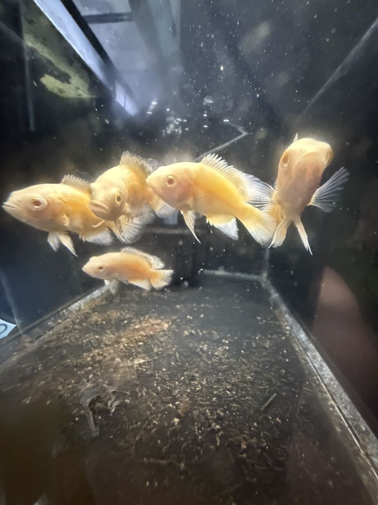 Lemon Oscars