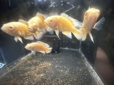 Lemon Oscars