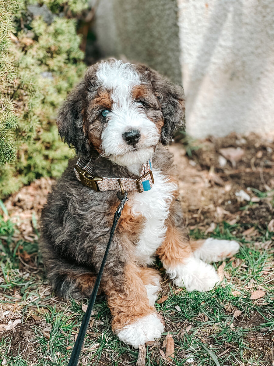 Gorgeous Merle, Tri Colored 25lbs Bernedoodle stud