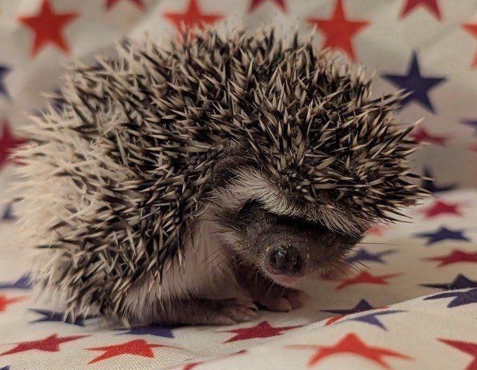 Female Baby Hedgehog "Luna"