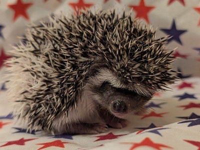 Female Baby Hedgehog "Luna"