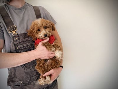 AKC toy mini poodle