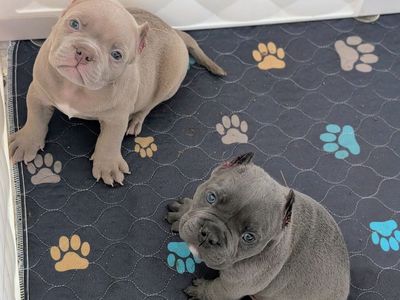 American bully puppies