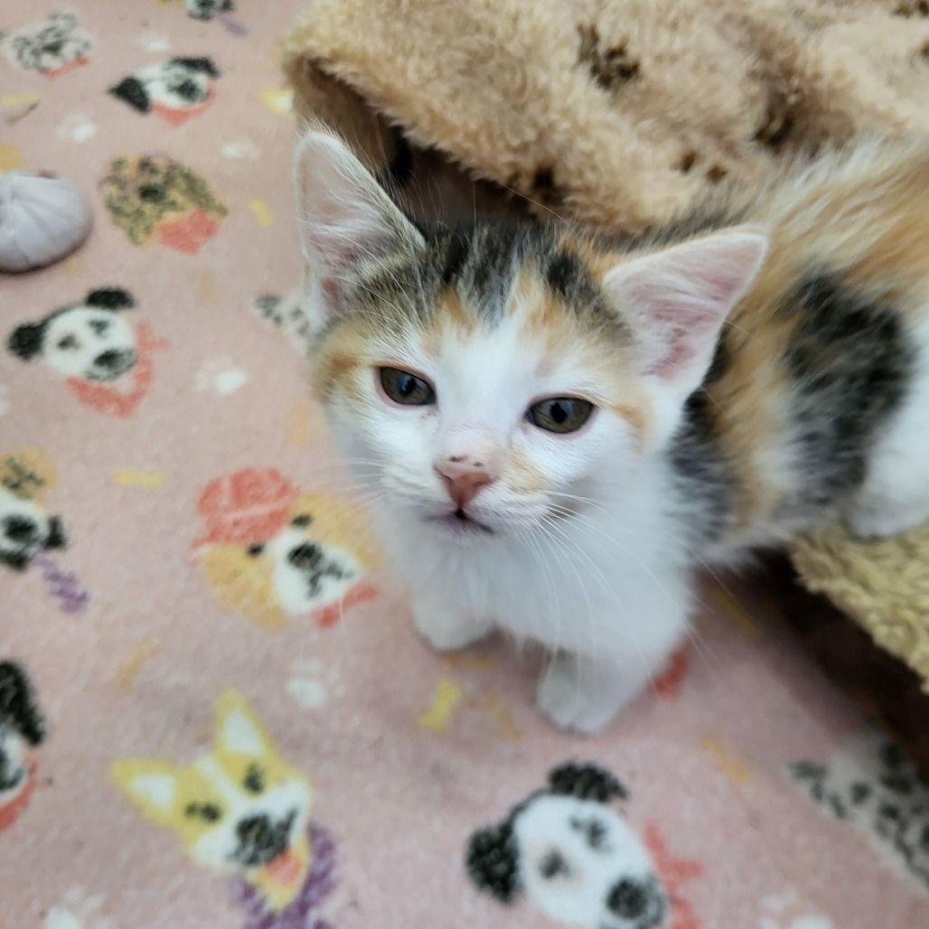 Hello my name is Crumpette