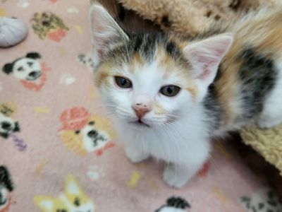Hello my name is Crumpette