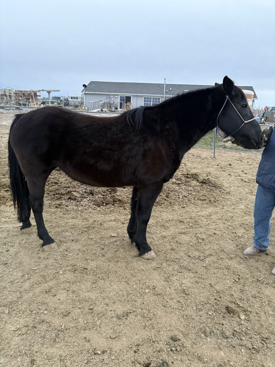 Draft cross mare for sale, make an offer.