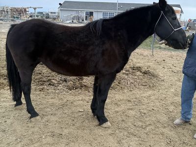Draft cross mare for sale, make an offer.