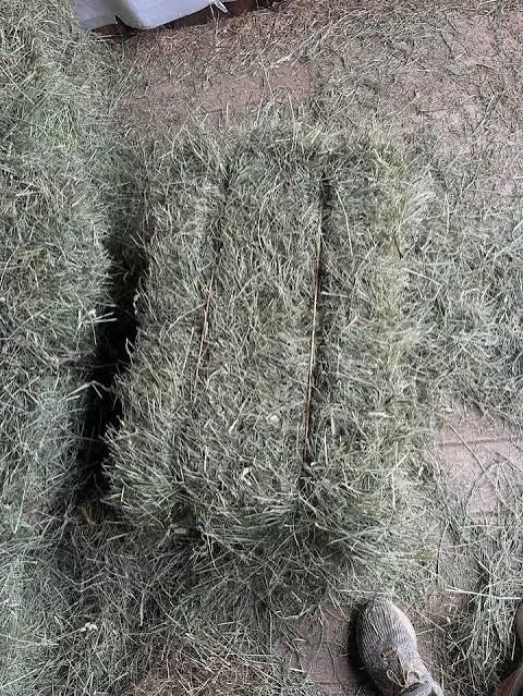 Pasture grass hay bales for sale