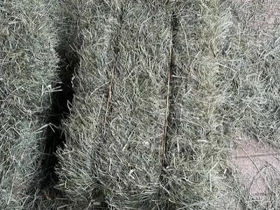 Pasture grass hay bales for sale