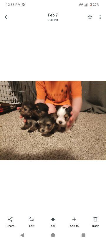 Yorkie puppies