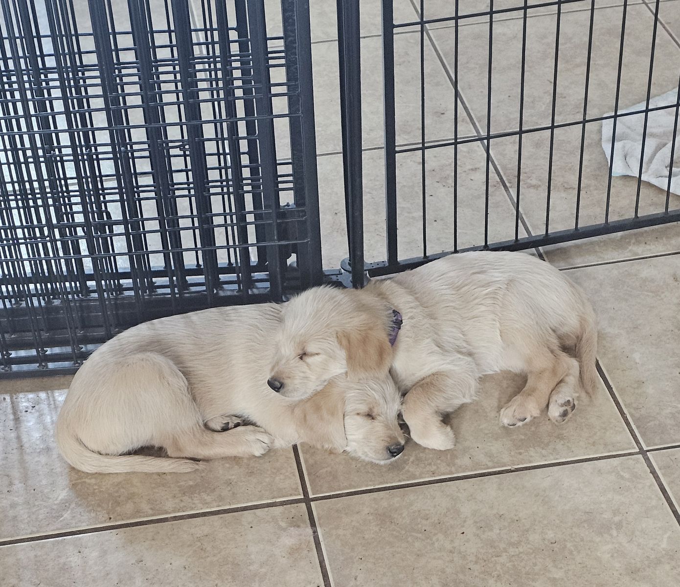 Goldador puppies- Golden retriever/lab