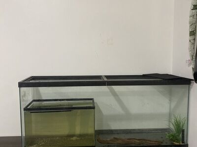 reptile Tank