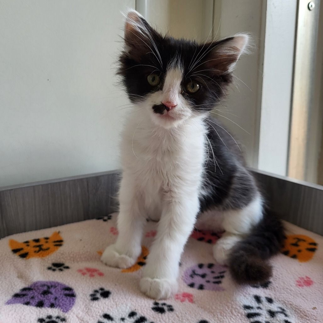 Hello my name is Phoenix