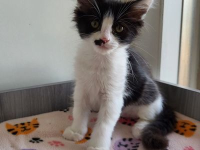 Hello my name is Phoenix