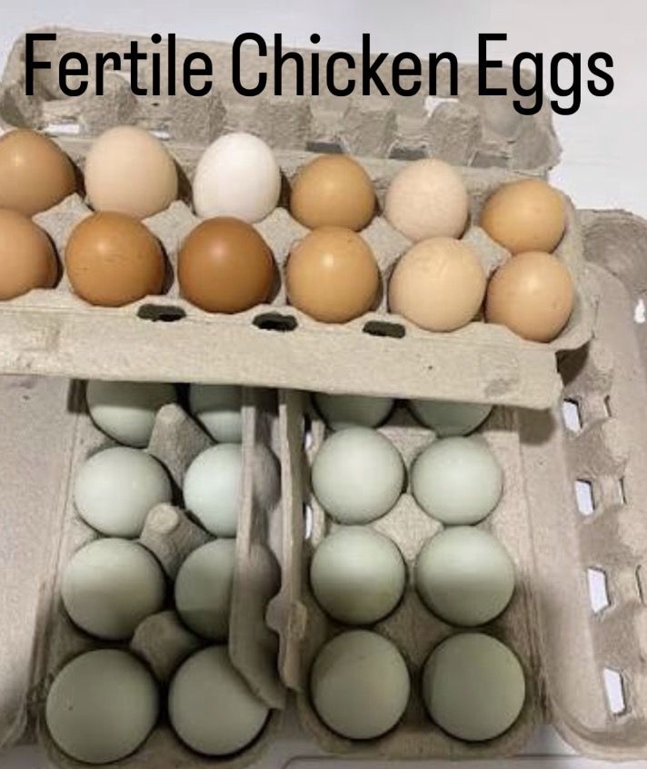 Fertile chicken eggs 1 dozen