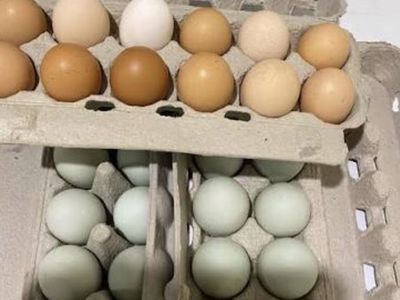 Fertile chicken eggs 1 dozen