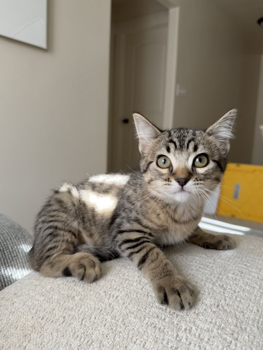 Kitten for Sale
