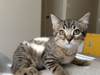 Kitten for Sale