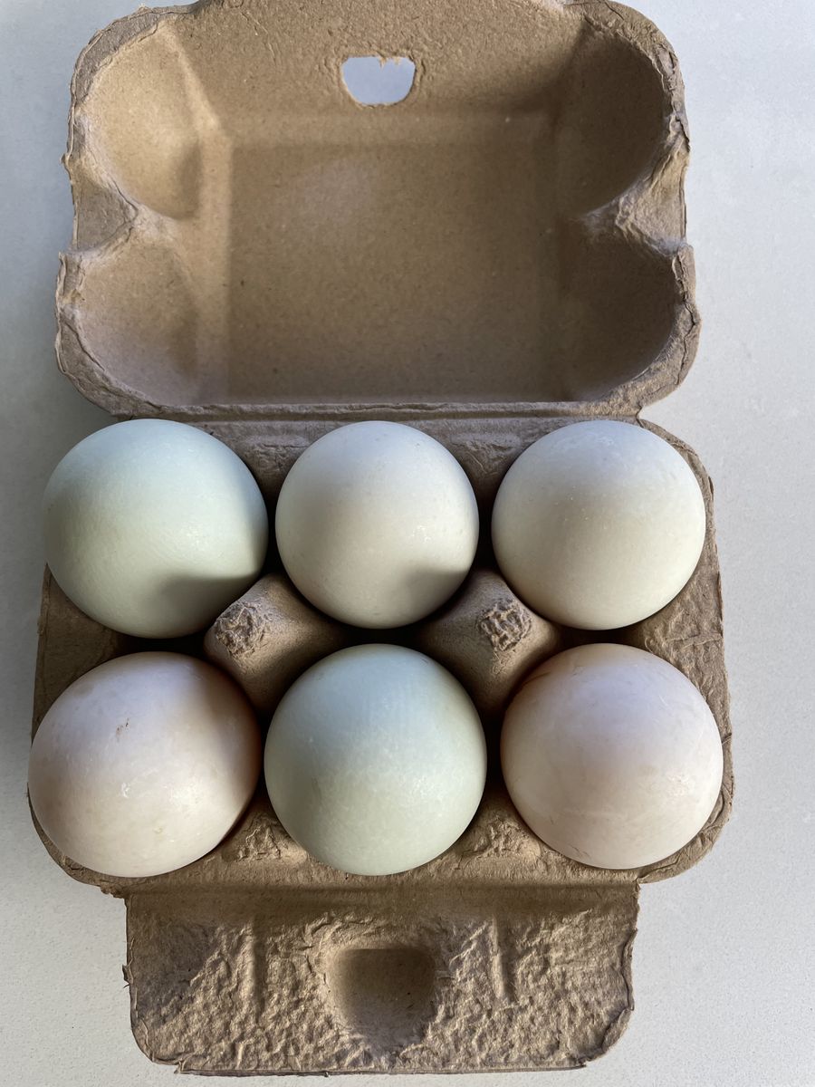 Large Free Range Duck Eggs