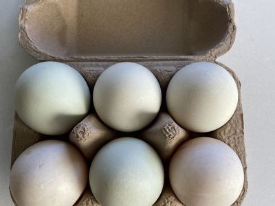 Large Free Range Duck Eggs