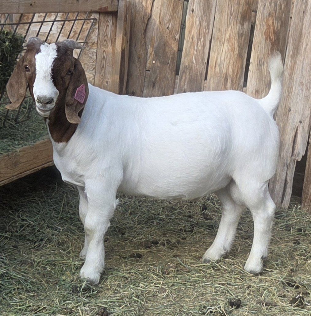 ABGA boer buck