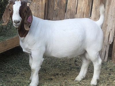 ABGA boer buck