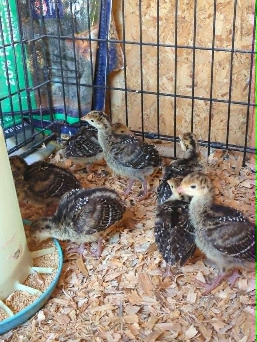 Heritage Turkey Poults and Eggs