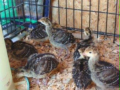 Heritage Turkey Poults and Eggs