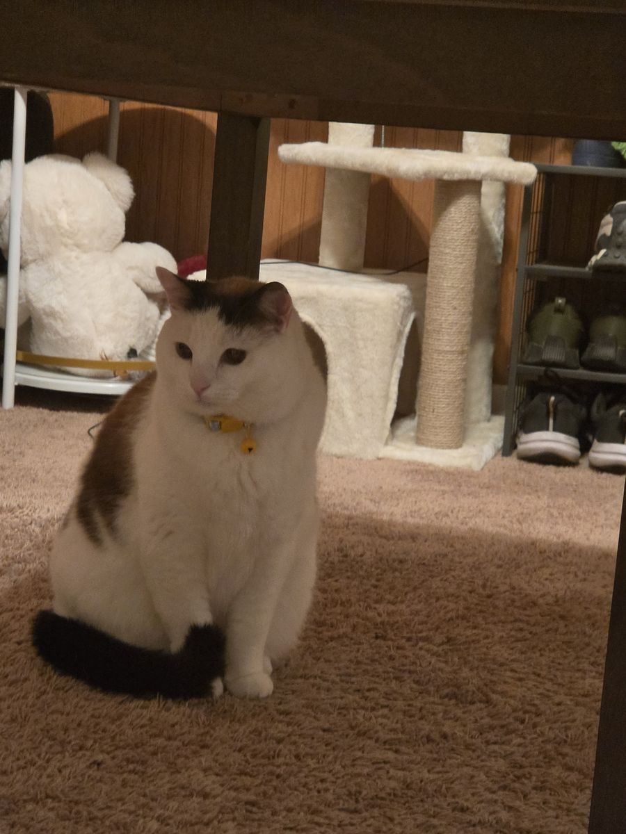Cat and stuff