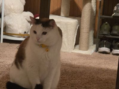 Cat and stuff