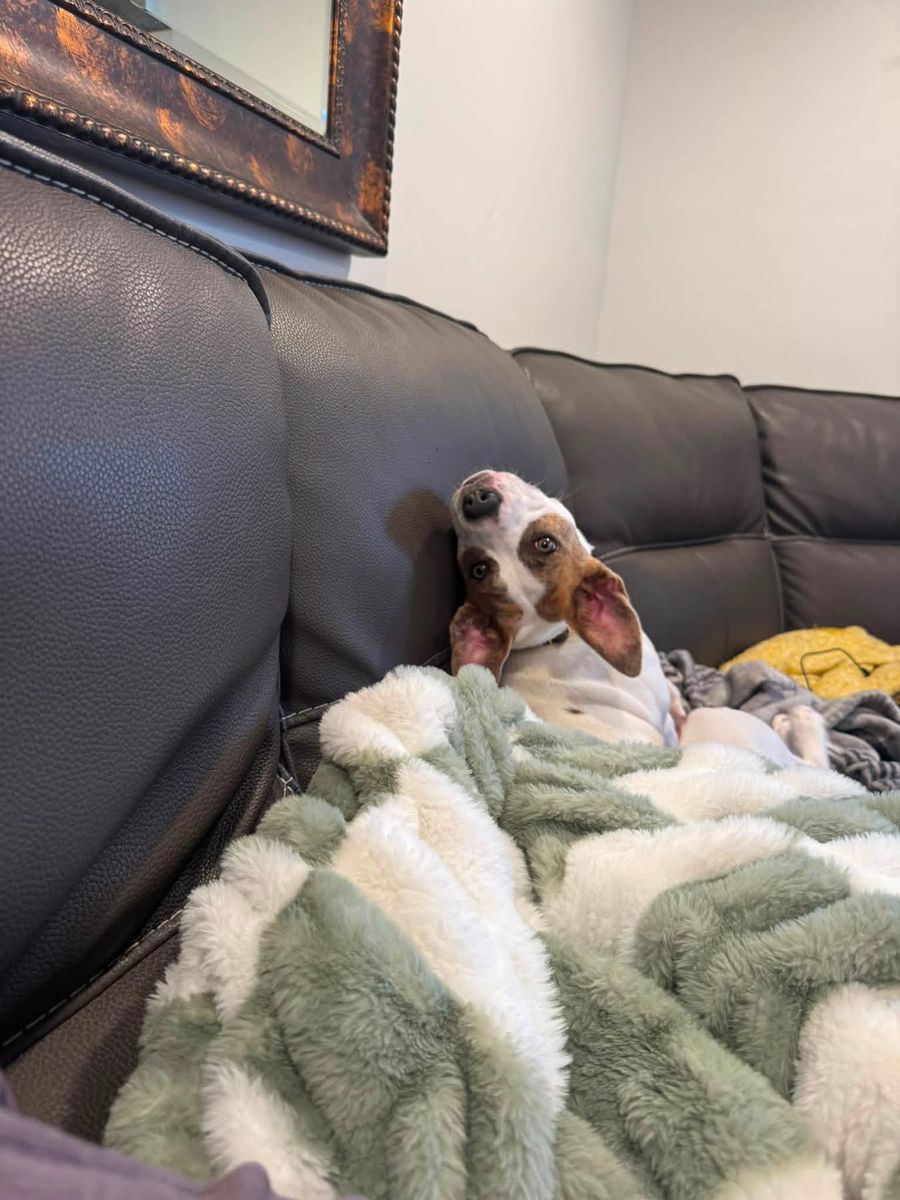 Jack Russel Dog