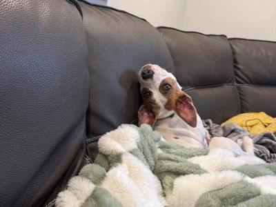 Jack Russel Dog