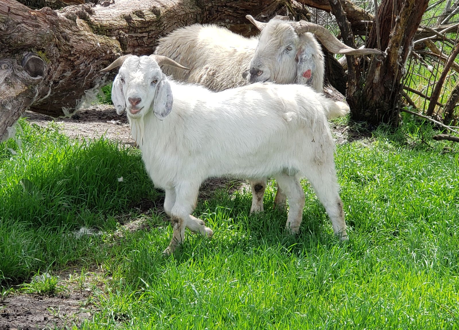 Yearling Fullblood Savanna and Boer Crossbred Bucks