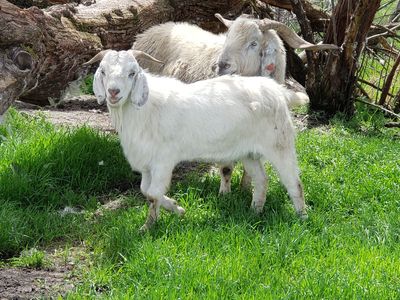 Yearling Fullblood Savanna and Boer Crossbred Bucks