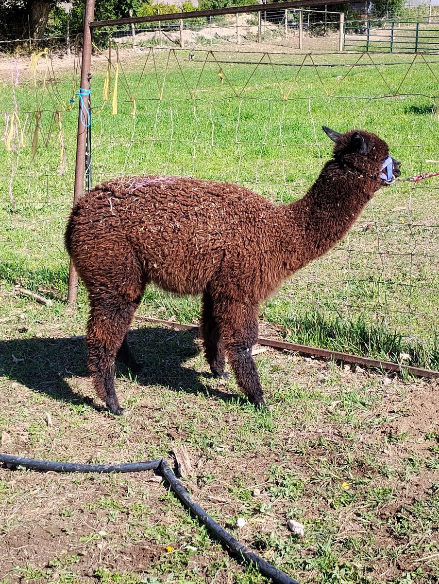 Alpacas for sale (huacayas)