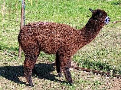 Alpacas for sale (huacayas)