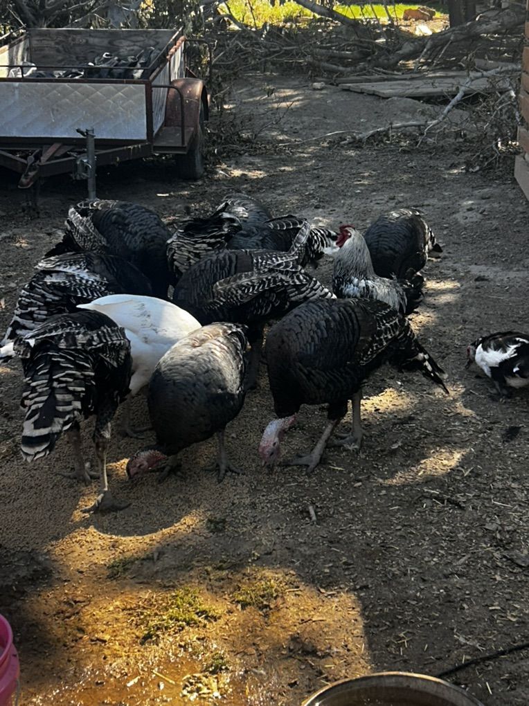Turkeys For Sale