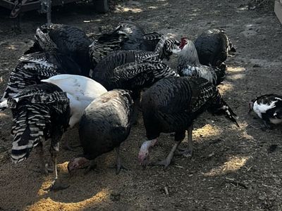 Turkeys For Sale