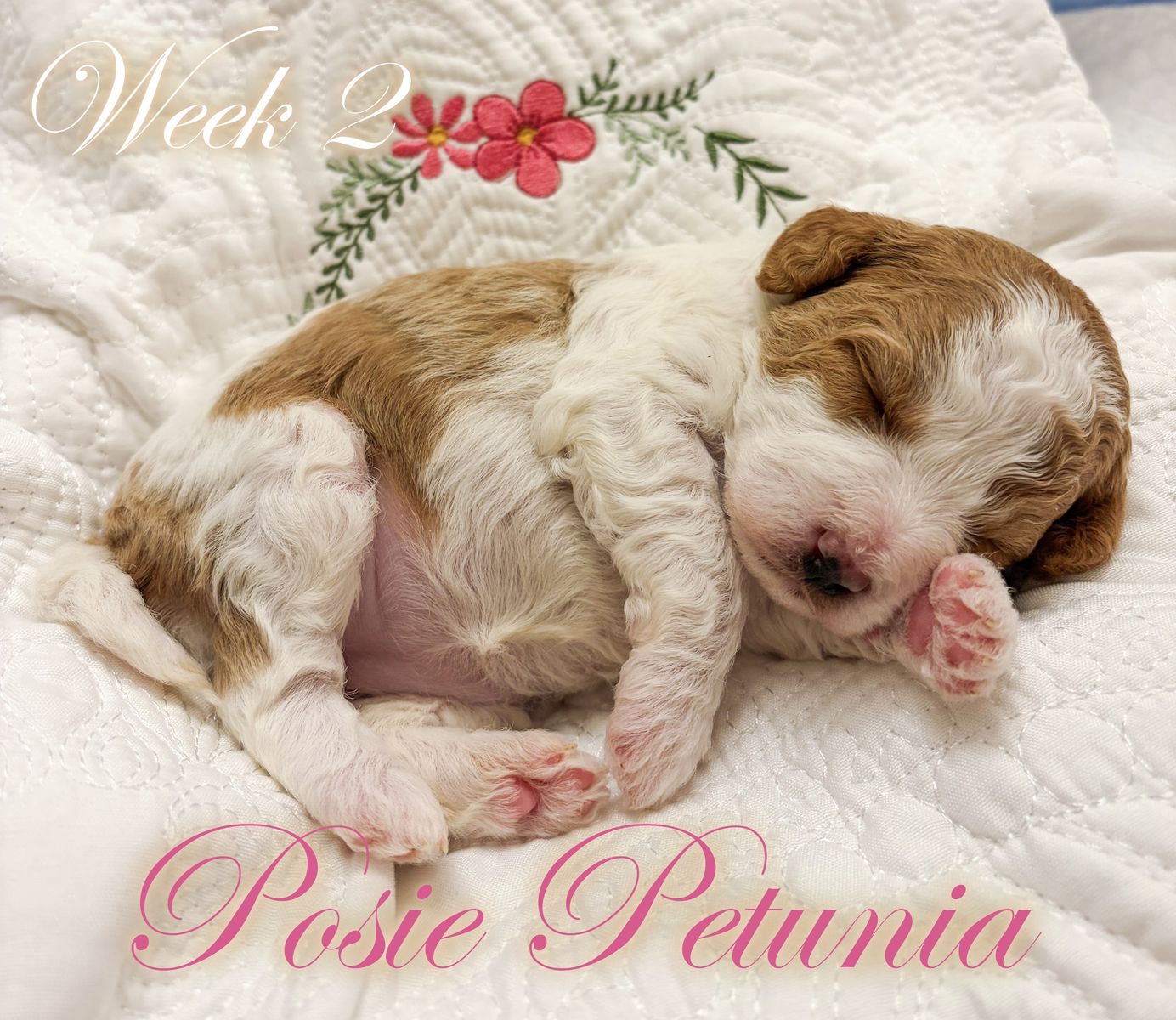 Cavachon Poodle mix puppies