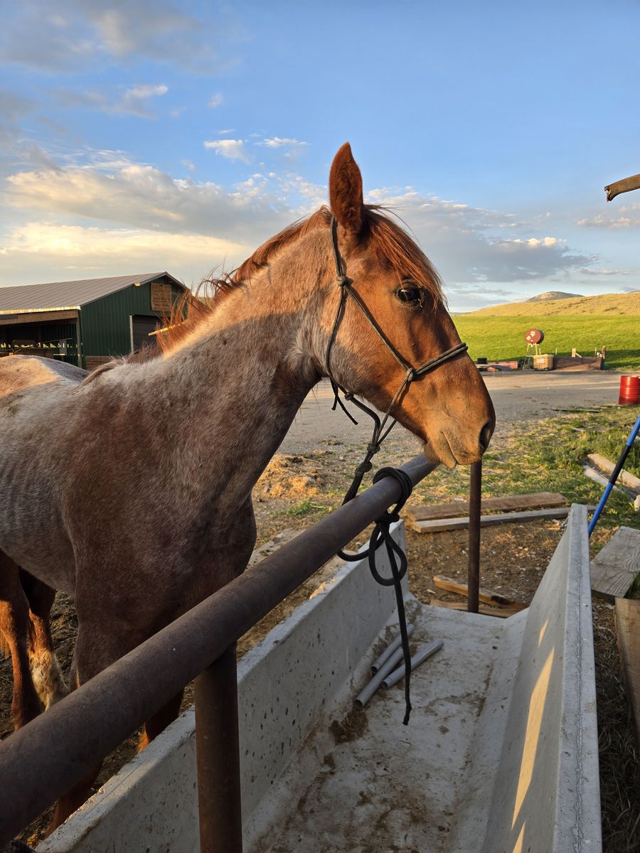 Red Roan Gelding
