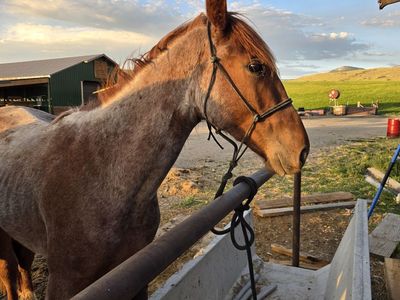 Red Roan Gelding